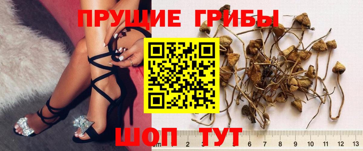 Омск  Псилоцибиновые грибы прущие грибы  Вход с VPN 